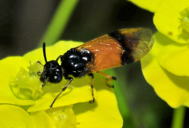 Argidae: confermata femmina di Arge cyanocrocea